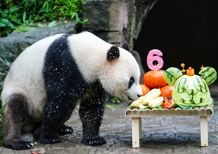 1 Day Dujiangyan Panda Volunteer Tour with a Visit to Kung Fu Panda Village