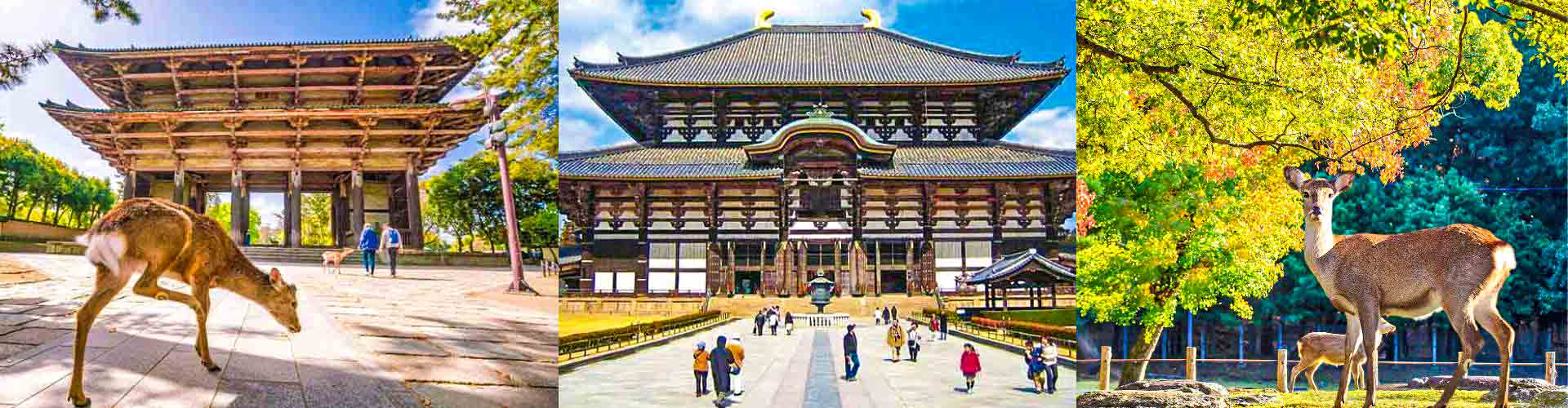 Japan Nara Tours 