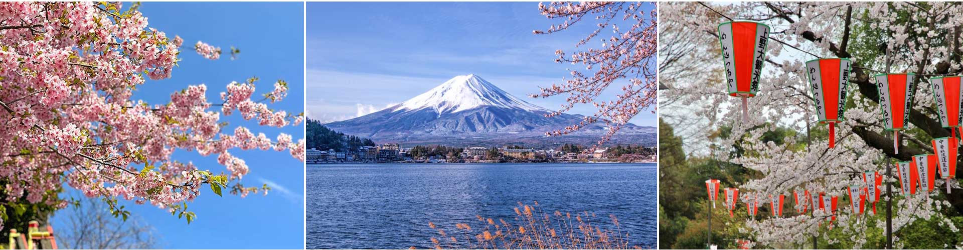 Japan Cherry Blossom Tours 