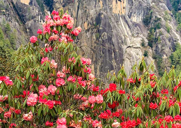 April Rhododendron, Tiger's Nest April Rhododendron, Tiger's Nest