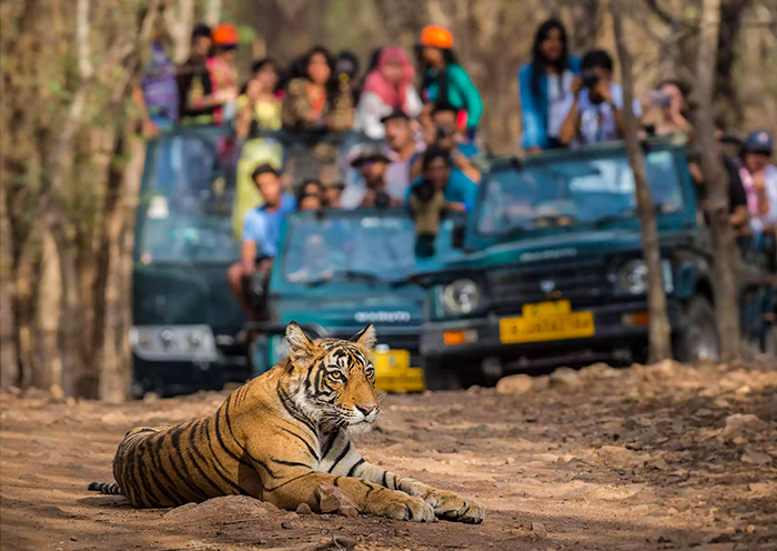 Ranthambore Jeep Safari for Tigers