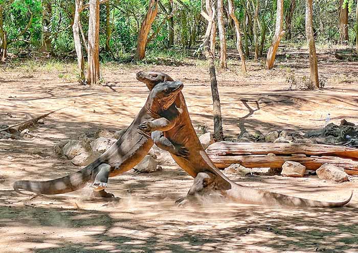 Komodo Dragon Komodo Dragon