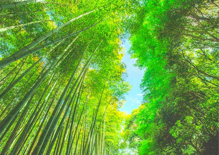 Arashiyama Bamboo Grove, Kyoto