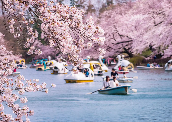 Cherry Blossom in Chidorigafuchi, Tokyo