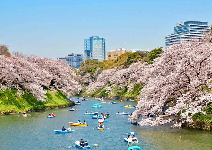 Chidorigafuchi Moat boating under cherry blossom