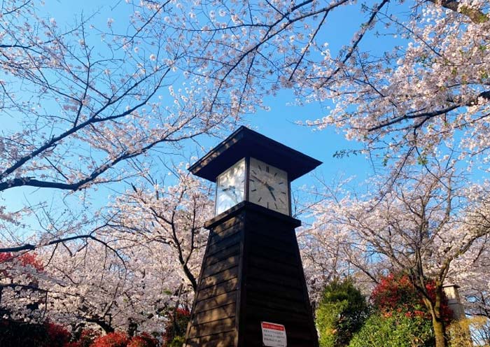 Sakura in Asukayama Park