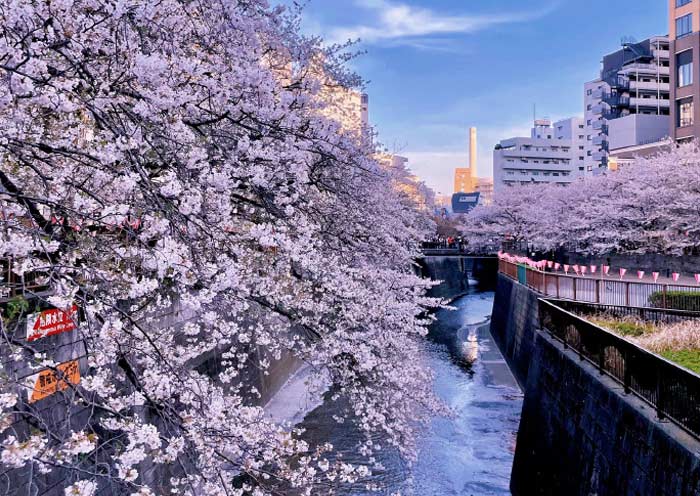 Meguro River Cherry Blossoms Promenade