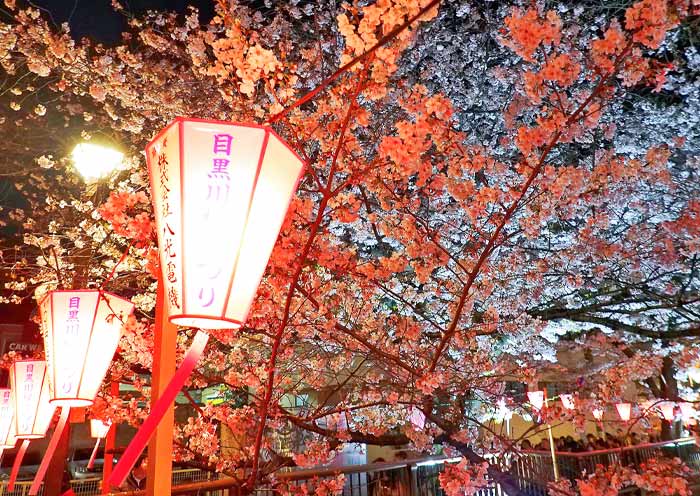 Meguro River Night Cherry Blossoms