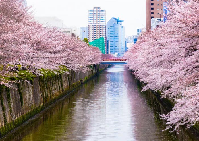 Meguro River Cherry Blossoms along the river