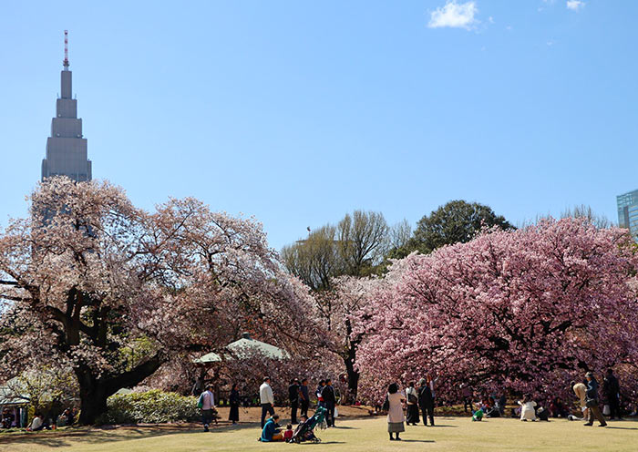 Cherry Blossom in Shinjuku Gyoen National Garden