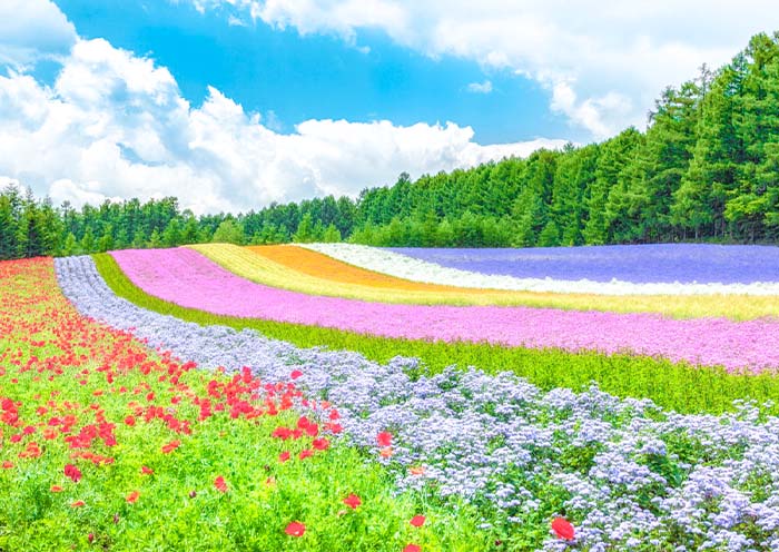 Farm Tomita Farm Tomita