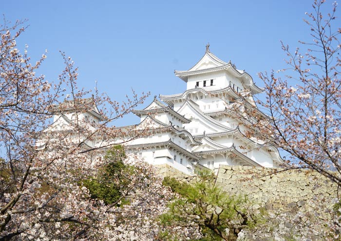 Himeji Castle in Spring