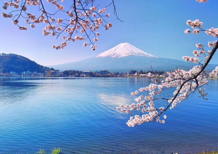 Mount Fuji and Cherry Blossom