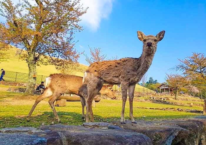  Mt. Wakakusa, Nara