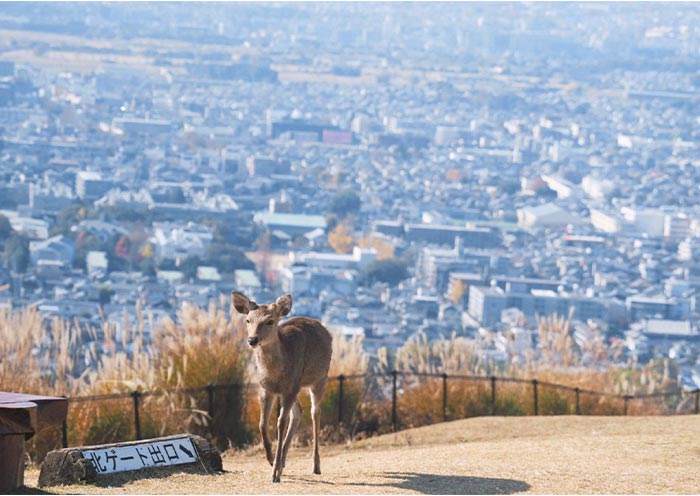  Mt. Wakakusa, Nara