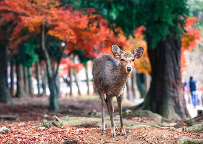 Nara Park, Nara