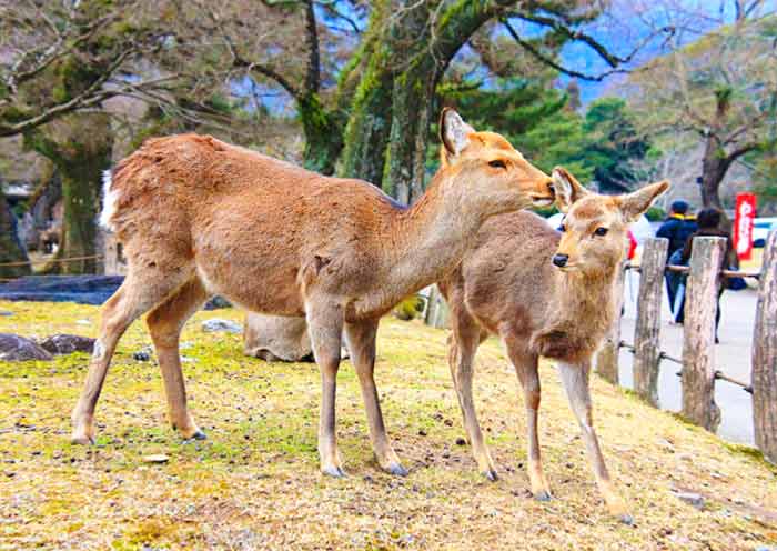 Nara Park, Nara