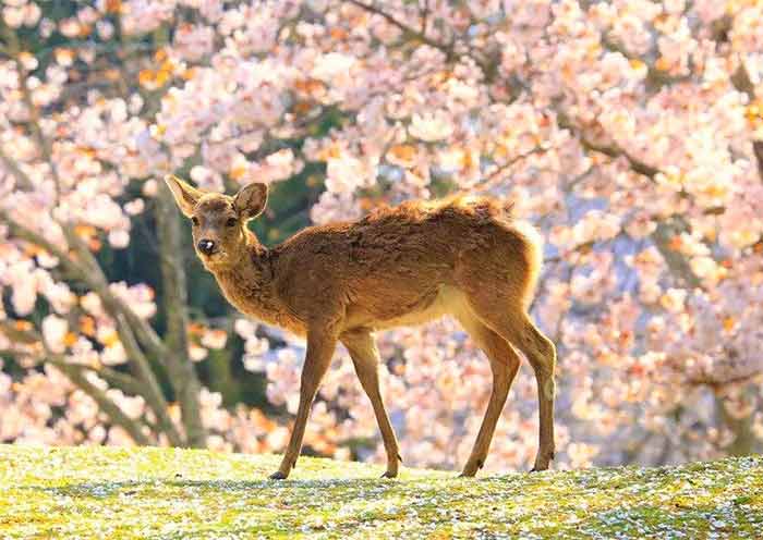 Japan Nara Tours  