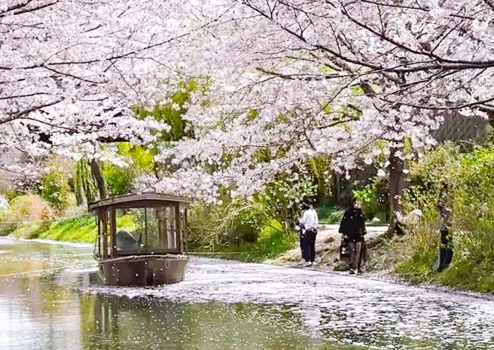 Okazaki Canal Cherry Blossoms