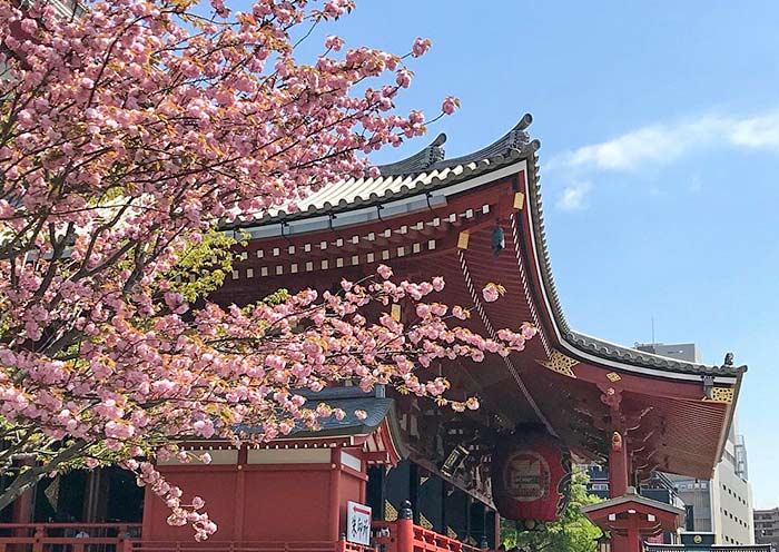 Sakura, Senso-ji Temple