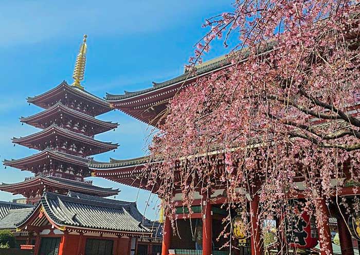 Sakura & Five-story Pagoda 