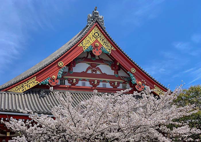 Japan Cherry Blossom Tours  