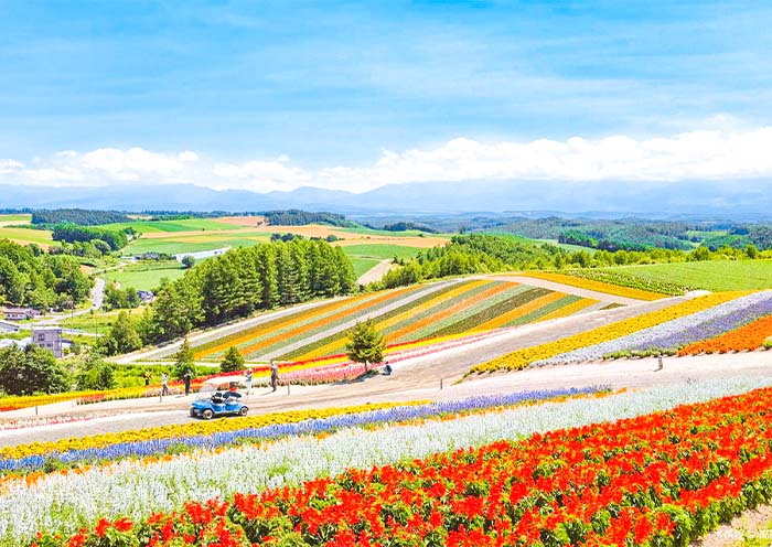 Shikisai No Oka, Biei