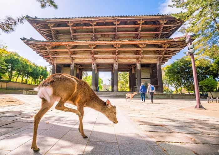 Todaiji Temple, Nara