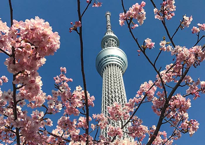 Tokyo Skytree with Sakura