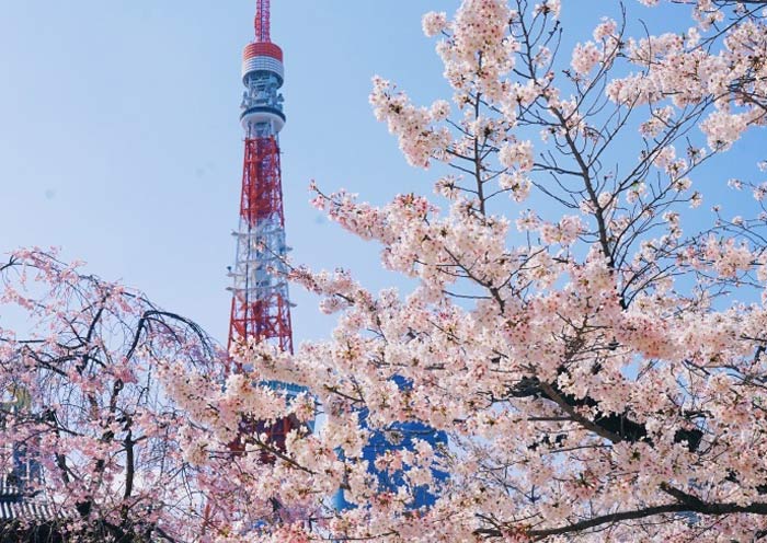 Tokyo Tower with Cherry Blossom