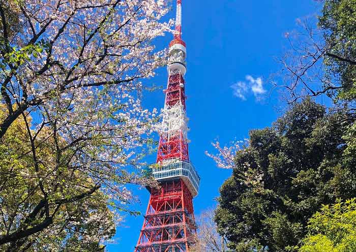 View Tokyo Tower at Sakura Season