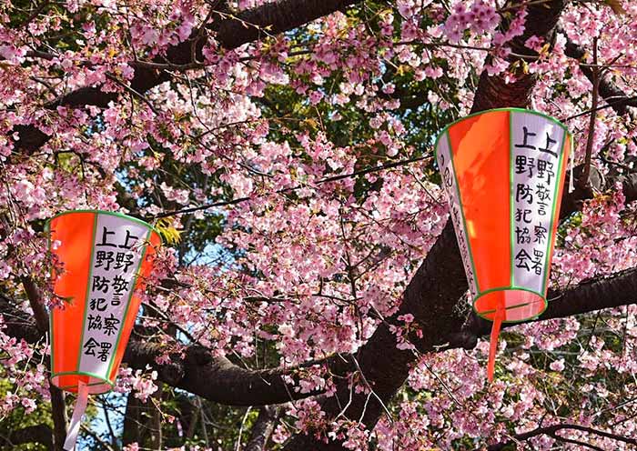 Sakura, Ueno Park