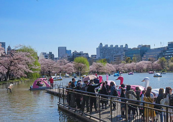 Cherry blossom, Ueno Park