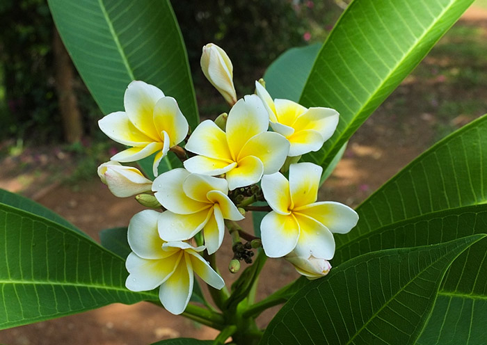 Frangipani, National Flower of  Laos 