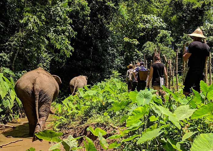 Take a hike with Elephants, Luang Prabang Take a hike with Elephants, Luang Prabang