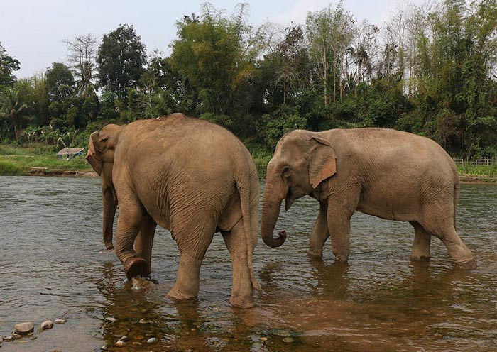 Elephants Have Fun in the River Elephants Have Fun in the River