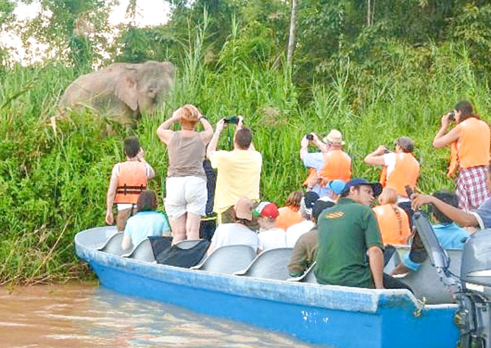 Kinabatangan River Cruise