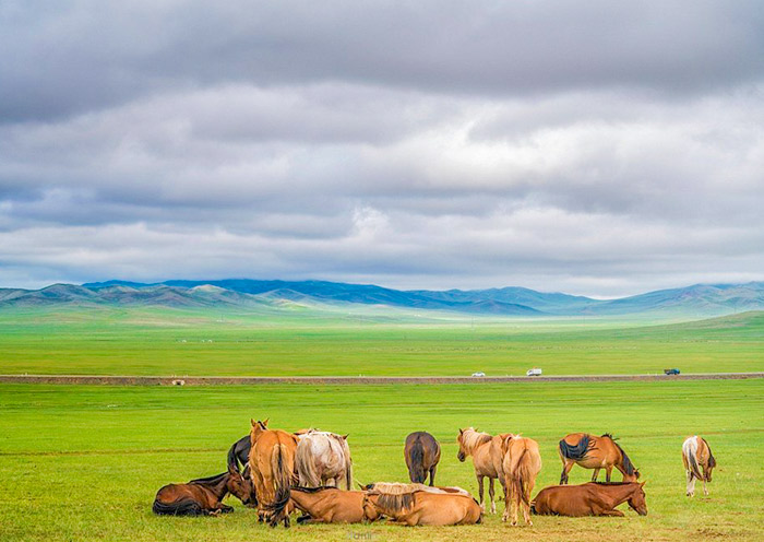 Hustai National Park, Mongolia