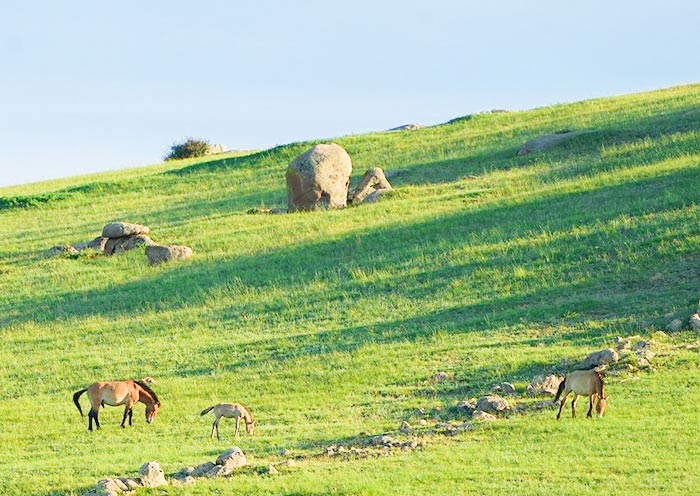 Hustai National Park, Mongolia