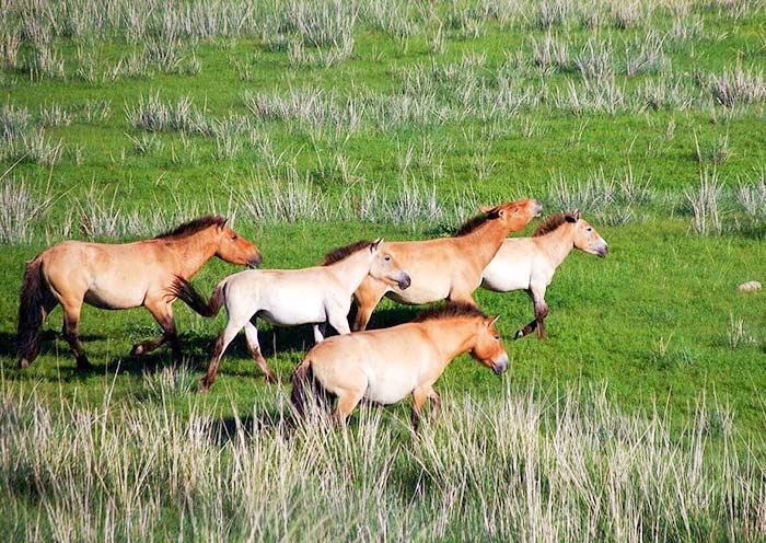 Hustai National Park, Mongolia