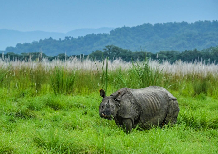 Rhinocero in grassland, Chitwan National Park Rhinocero in grassland, Chitwan National Park