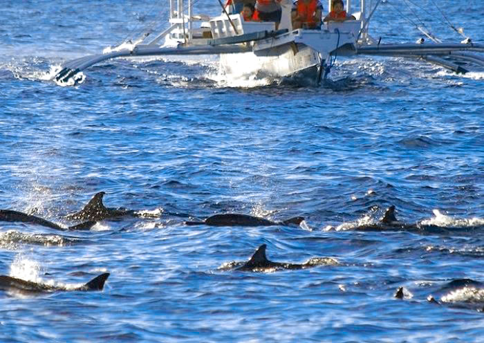 Dolphin Watching at Balicasag Islands