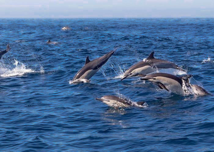 Dolphin Watching at Balicasag Islands