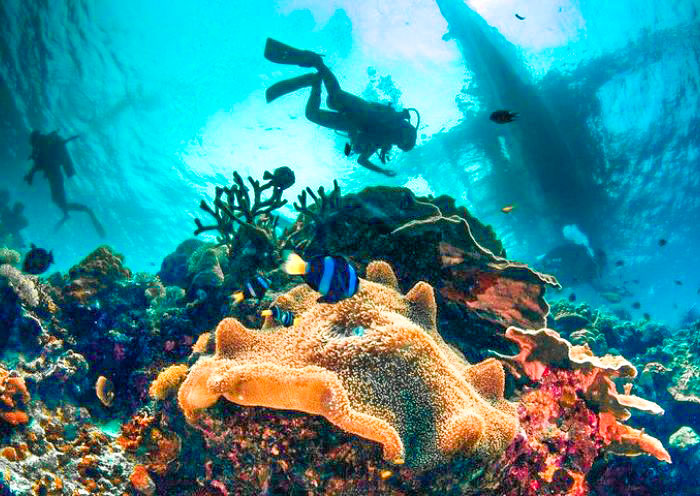 Snorkeling at Balicasag Islands