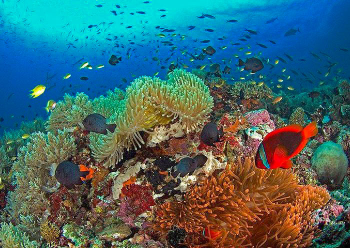 Snorkeling at Balicasag Islands