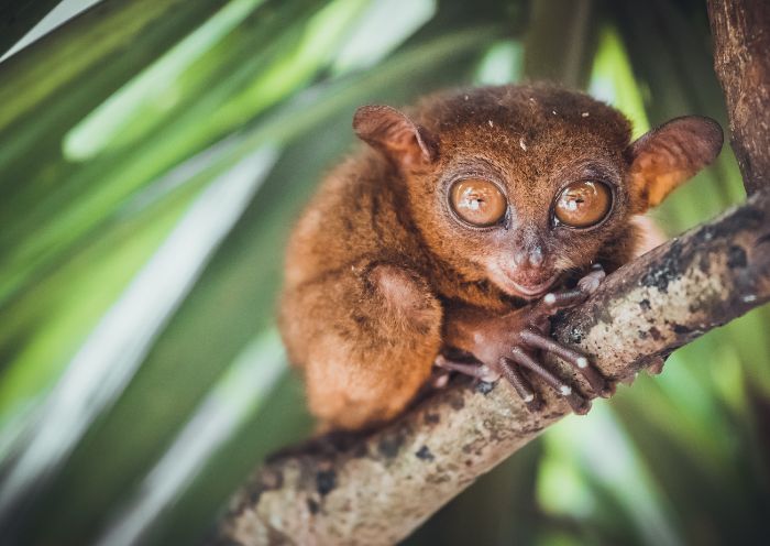 Philippine Tarsier Sanctuary, Bohol