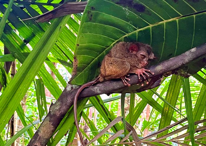 Philippine Tarsier Sanctuary, Bohol