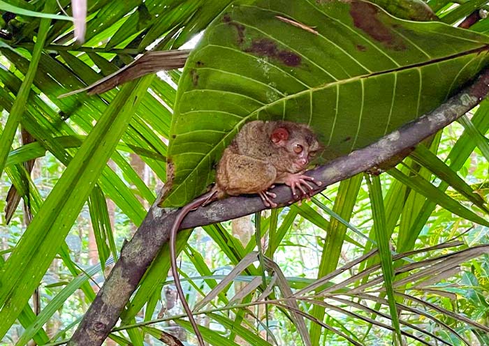 Philippine Tarsier Sanctuary, Bohol