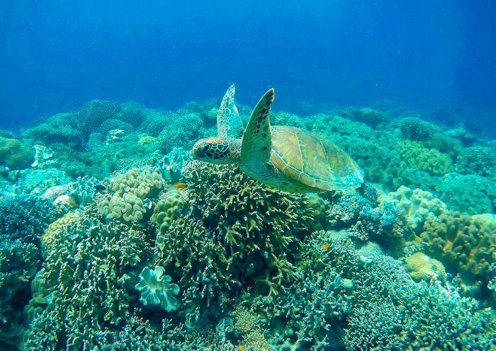 Apo Island, Dumaguete