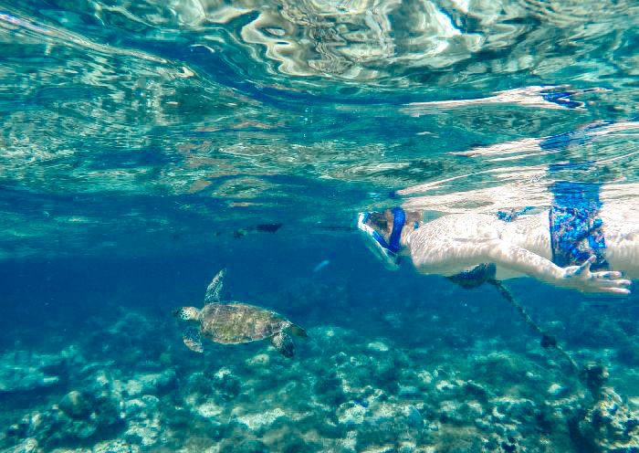 Apo Island, Dumaguete